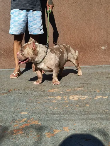 Américan Bully micro.