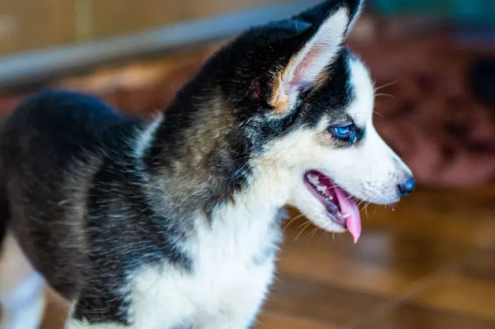 Vendo filhotes de Husky Siberiano 