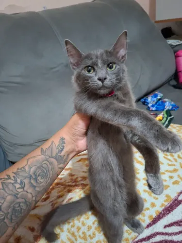 Vendo gata cinza fêmea