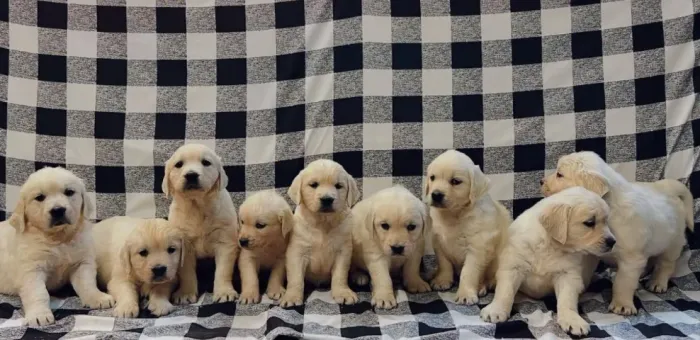 Golden Retriever - Garanta o Seu em 12x Sem Juros no Cartão de Crédito
