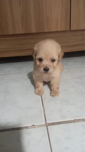 Filhote Poodle