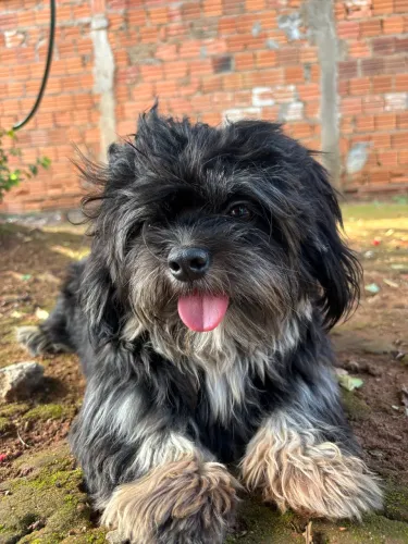 Shih Tzu ? a procura de uma namorada 