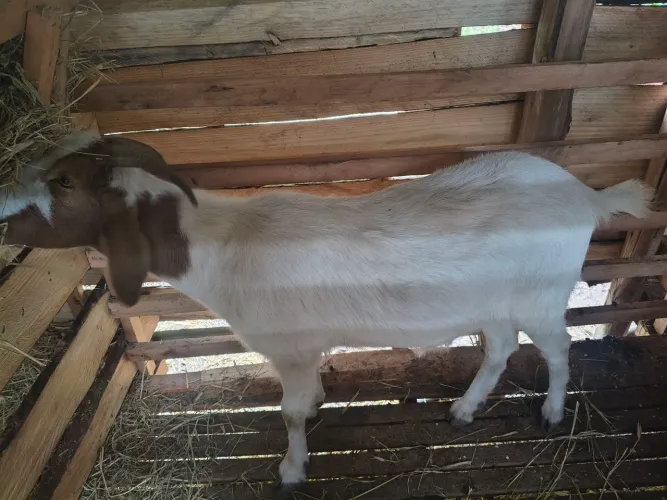 Vendo cabra boer prenha