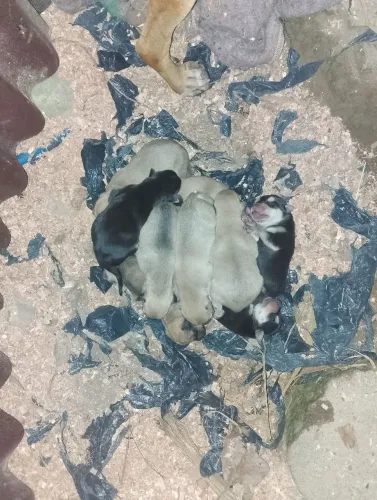 Estou doando cachorrinhos 