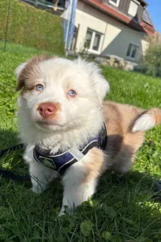 Border collie disponivel