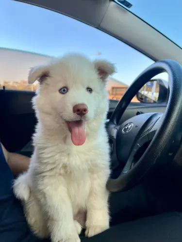 Cachorro Husky Siberiano
