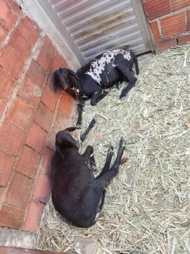 Vende -se Casal de Carneiro