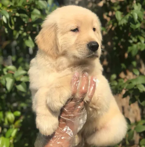 Golden retriever eternas bebês 