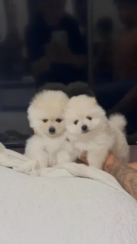 Filhotes de Spitz Alemão (Lulu da pomerânia)