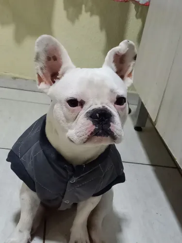 Vendo buldogue francês macho com 10 meses