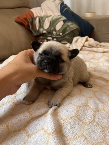 Buldogue francês com spitz alemão ursinho