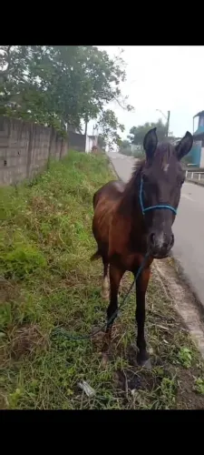 Egua boa de carroça e de carga com 12 anos