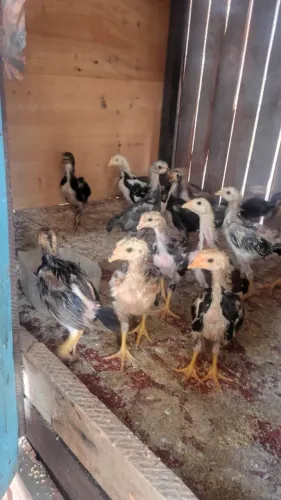 Pintos Carioca