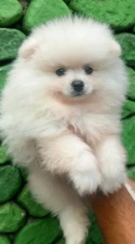 Lulu