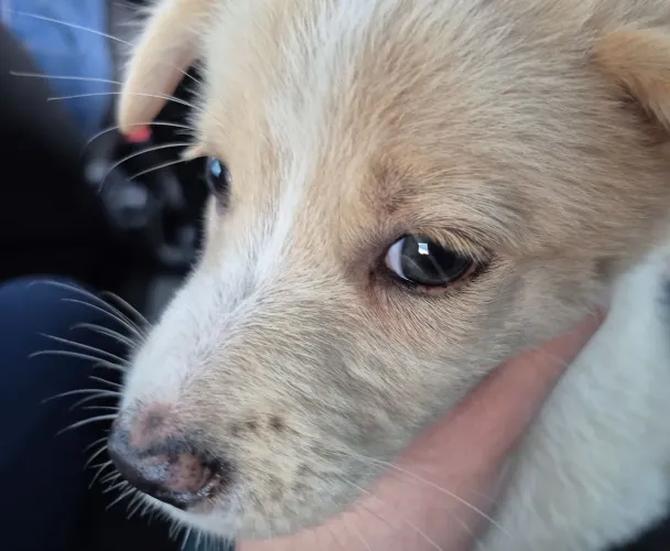 Border Collie filhote