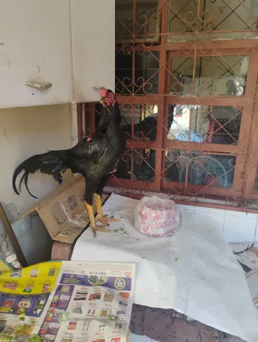 Galo e galinhas