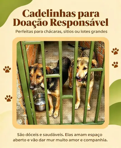 Doação de cadelas