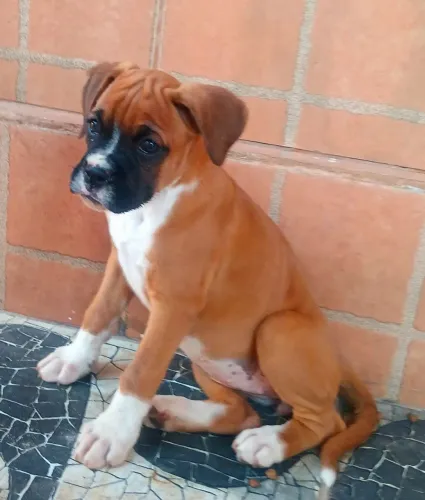 Linda femia boxer disponível