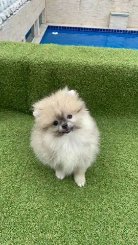 Belíssimos filhotes de lulu da Pomerânia ursinhos com pedigree e garganta 