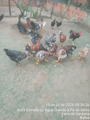 Vendo lote de frangos e francas gsb puro sangue