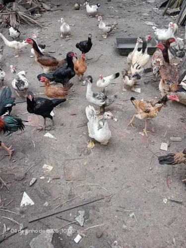 Vende patos e galinha de capoeiras de raca