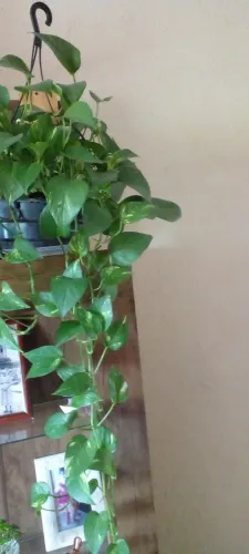 Linda folhagem jiboia bem formada completa