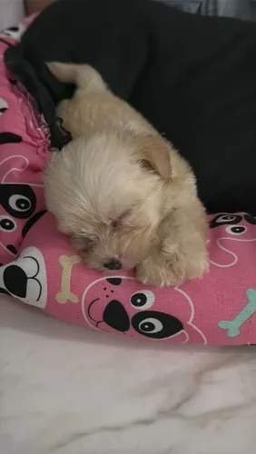 Vendo filhotes de poodle ? toy N.01
