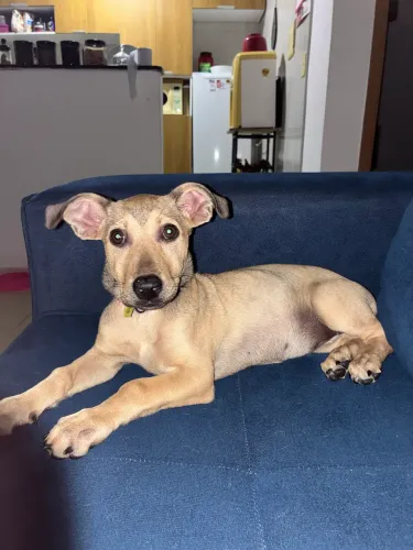 Cachorrinha pra de 5 mêses pra adoção
