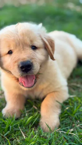 Golden Retrivier