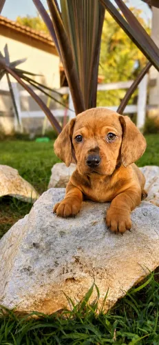 Basset daschound 