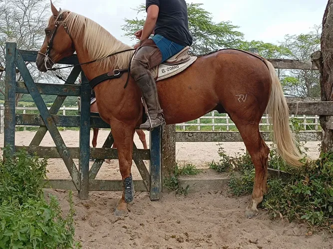 Potro Garanhão Iniciado de Direita