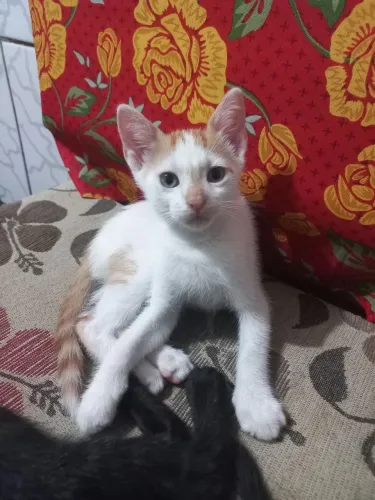ADOÇÃO GATOS