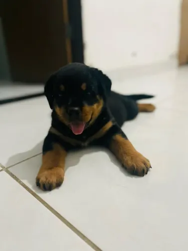 Rottweiler
