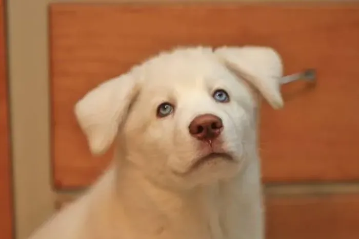 Husky Siberiano de Excelente Padrão ?