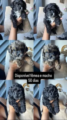 Filhotes macho e fêmea