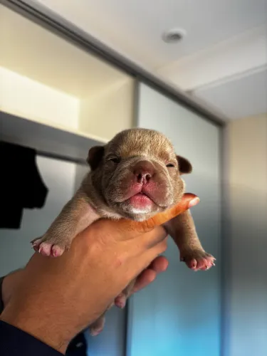Filhote American Bully