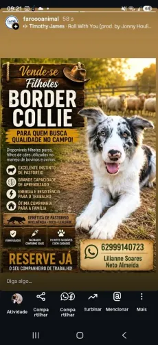 Filhotes de boder collie