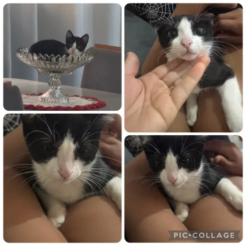 Doação de gato filhote 