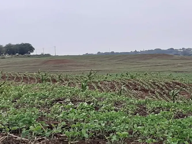 Sitio 10 alqueiro 8 de planta com prazo bom