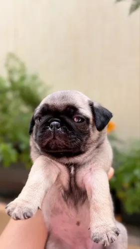 PUG FILHOTE ABRICOT
