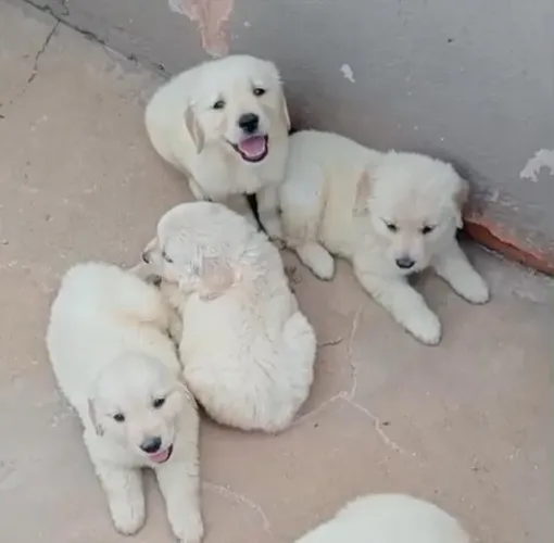 Golden Retriever Amizade Verdadeira