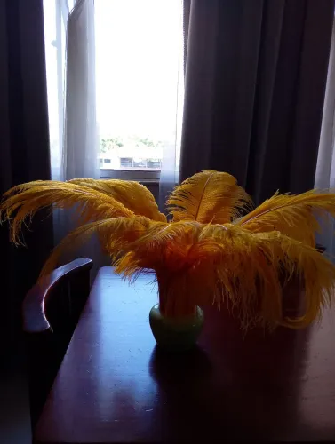 Plumas amarelas 