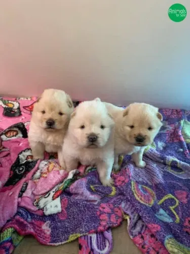 Filhote Chow-Chow, Tenha Um Amor Para a Vida Toda!