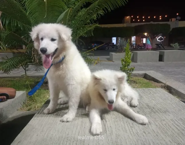 Samoieda filhotes TOP