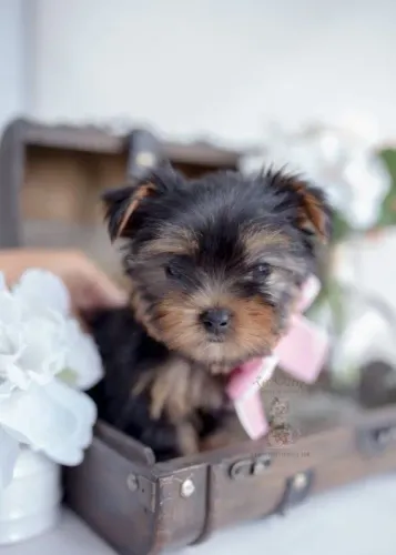 Filhotes Yorkshire Terrier jamais mistura amor e ódio