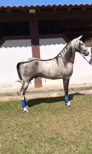 Vendo animais para PISTAS e cavalgadas em até 30 parcelas 