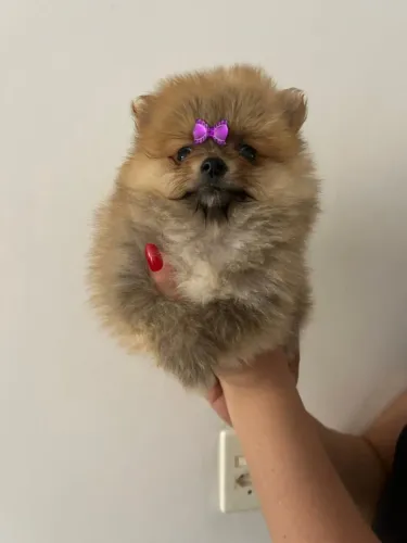 Filhotes de Spitz Alemão - Pequenos, Dóceis e Inteligentes