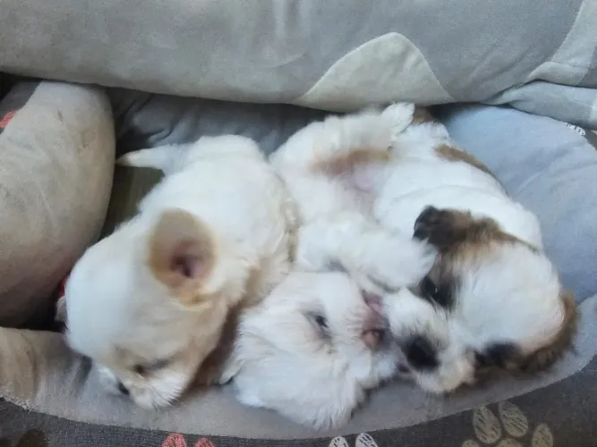 FILHOTES SHIH TZU