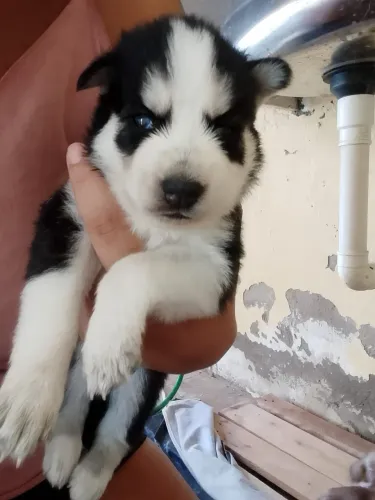 Husky Siberiano