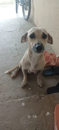 Adoção 